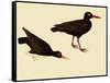 Black Oystercatcher-John James Audubon-Framed Stretched Canvas