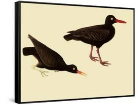 Black Oystercatcher-John James Audubon-Framed Stretched Canvas