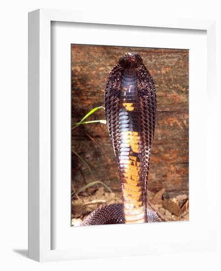 Black Pakistan Cobra, Native to Pakistan-David Northcott-Framed Photographic Print