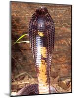 Black Pakistan Cobra, Native to Pakistan-David Northcott-Mounted Photographic Print