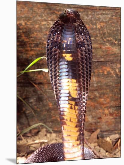 Black Pakistan Cobra, Native to Pakistan-David Northcott-Mounted Photographic Print