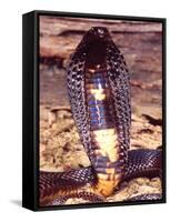 Black Pakistan Cobra, Native to Pakistan-David Northcott-Framed Stretched Canvas