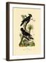 Black Palm Cockatoo, 1833-39-null-Framed Giclee Print