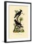 Black Palm Cockatoo, 1833-39-null-Framed Giclee Print