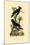 Black Palm Cockatoo, 1833-39-null-Mounted Giclee Print