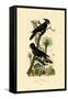 Black Palm Cockatoo, 1833-39-null-Framed Stretched Canvas