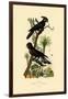 Black Palm Cockatoo, 1833-39-null-Framed Giclee Print