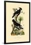 Black Palm Cockatoo, 1833-39-null-Framed Giclee Print