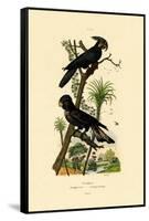 Black Palm Cockatoo, 1833-39-null-Framed Stretched Canvas