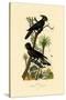 Black Palm Cockatoo, 1833-39-null-Stretched Canvas
