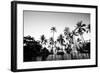 Black Palms on Samui island-null-Framed Art Print