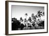 Black Palms on Samui island-null-Framed Art Print