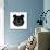 Black Panda-Lisa Kroll-Art Print displayed on a wall