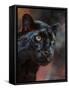 Black Panther 1-David Stribbling-Framed Stretched Canvas