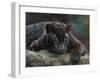 Black Panther 4-David Stribbling-Framed Art Print