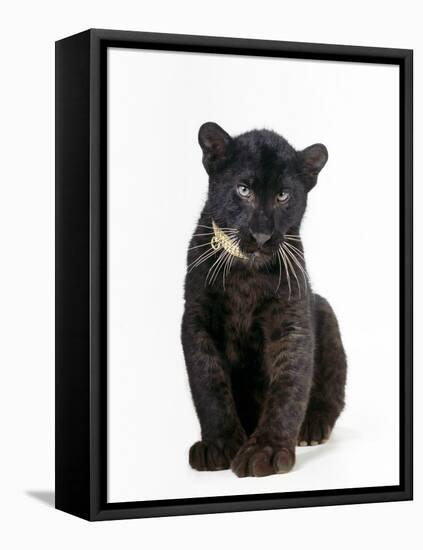 Black Panther Cub, 16 Weeks Old-null-Framed Stretched Canvas