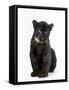 Black Panther Cub, 16 Weeks Old-null-Framed Stretched Canvas