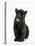 Black Panther Cub, 16 Weeks Old-null-Stretched Canvas