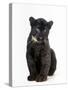 Black Panther Cub, 16 Weeks Old-null-Stretched Canvas