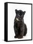 Black Panther Cub, 16 Weeks Old-null-Framed Stretched Canvas