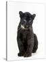 Black Panther Cub, 16 Weeks Old-null-Stretched Canvas