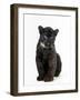 Black Panther Cub, 16 Weeks Old-null-Framed Premium Photographic Print