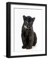 Black Panther Cub, 16 Weeks Old-null-Framed Premium Photographic Print