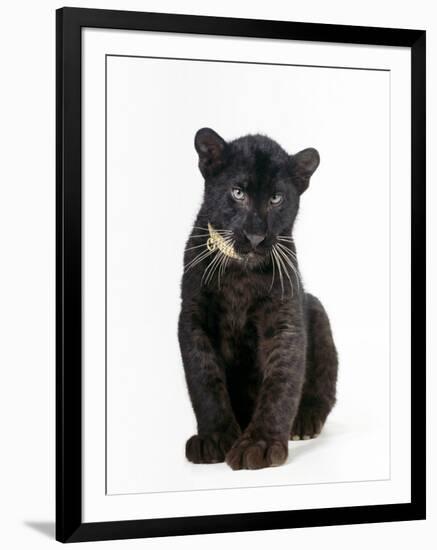 Black Panther Cub, 16 Weeks Old-null-Framed Photographic Print