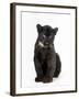 Black Panther Cub, 16 Weeks Old-null-Framed Photographic Print