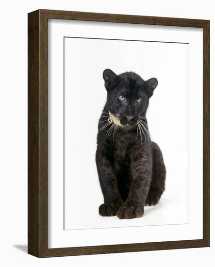 Black Panther Cub, 16 Weeks Old-null-Framed Photographic Print