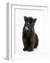 Black Panther Cub, 16 Weeks Old-null-Framed Photographic Print