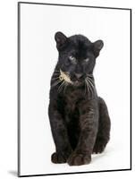 Black Panther Cub, 16 Weeks Old-null-Mounted Photographic Print
