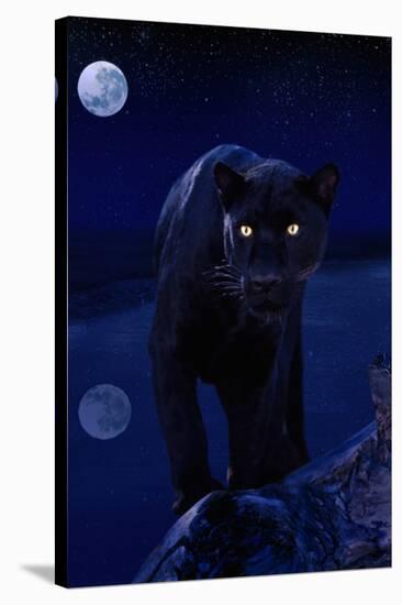 Black Panther in Moonlight-null-Stretched Canvas