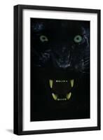 Black panther / melanistic Leopard (Panthera pardus) baring teeth, captive.-Edwin Giesbers-Framed Photographic Print