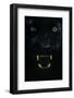 Black panther / melanistic Leopard (Panthera pardus) baring teeth, captive.-Edwin Giesbers-Framed Photographic Print