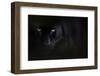 Black panther / melanistic Leopard (Panthera pardus) portrait, captive.-Edwin Giesbers-Framed Photographic Print