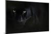 Black panther / melanistic Leopard (Panthera pardus) portrait, captive.-Edwin Giesbers-Mounted Photographic Print