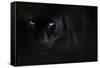 Black panther / melanistic Leopard (Panthera pardus) portrait, captive.-Edwin Giesbers-Framed Stretched Canvas