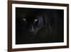 Black panther / melanistic Leopard (Panthera pardus) portrait, captive.-Edwin Giesbers-Framed Photographic Print