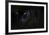 Black panther / melanistic Leopard (Panthera pardus) portrait, captive.-Edwin Giesbers-Framed Photographic Print