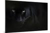 Black panther / melanistic Leopard (Panthera pardus) portrait, captive.-Edwin Giesbers-Mounted Photographic Print