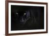 Black panther / melanistic Leopard (Panthera pardus) portrait, captive.-Edwin Giesbers-Framed Photographic Print