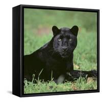 Black Panther Sitting in Grass-DLILLC-Framed Stretched Canvas