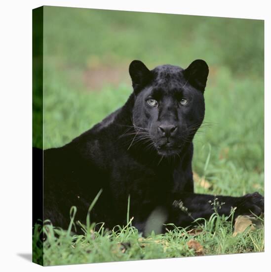 Black Panther Sitting in Grass-DLILLC-Stretched Canvas