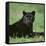 Black Panther Sitting in Grass-DLILLC-Framed Stretched Canvas