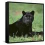 Black Panther Sitting in Grass-DLILLC-Framed Stretched Canvas