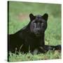 Black Panther Sitting in Grass-DLILLC-Stretched Canvas