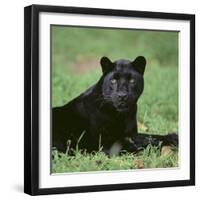 Black Panther Sitting in Grass-DLILLC-Framed Premium Photographic Print