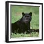 Black Panther Sitting in Grass-DLILLC-Framed Premium Photographic Print