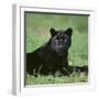 Black Panther Sitting in Grass-DLILLC-Framed Premium Photographic Print